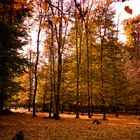 Herbstlaub in Hambrücken