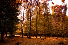 Herbstlaub in Hambrücken