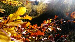 Herbstlaub in Licht und Schatten