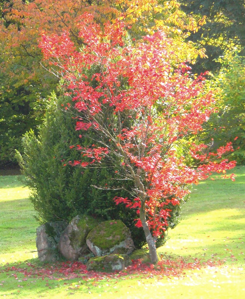 Herbstlaub in Marburg