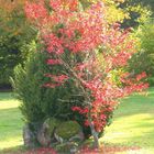 Herbstlaub in Marburg