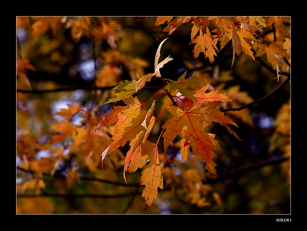 Herbstlaub in schönem Licht...