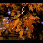 Herbstlaub in schönem Licht...