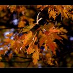 Herbstlaub in schönem Licht...