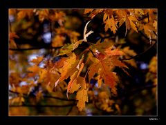 Herbstlaub in schönem Licht...