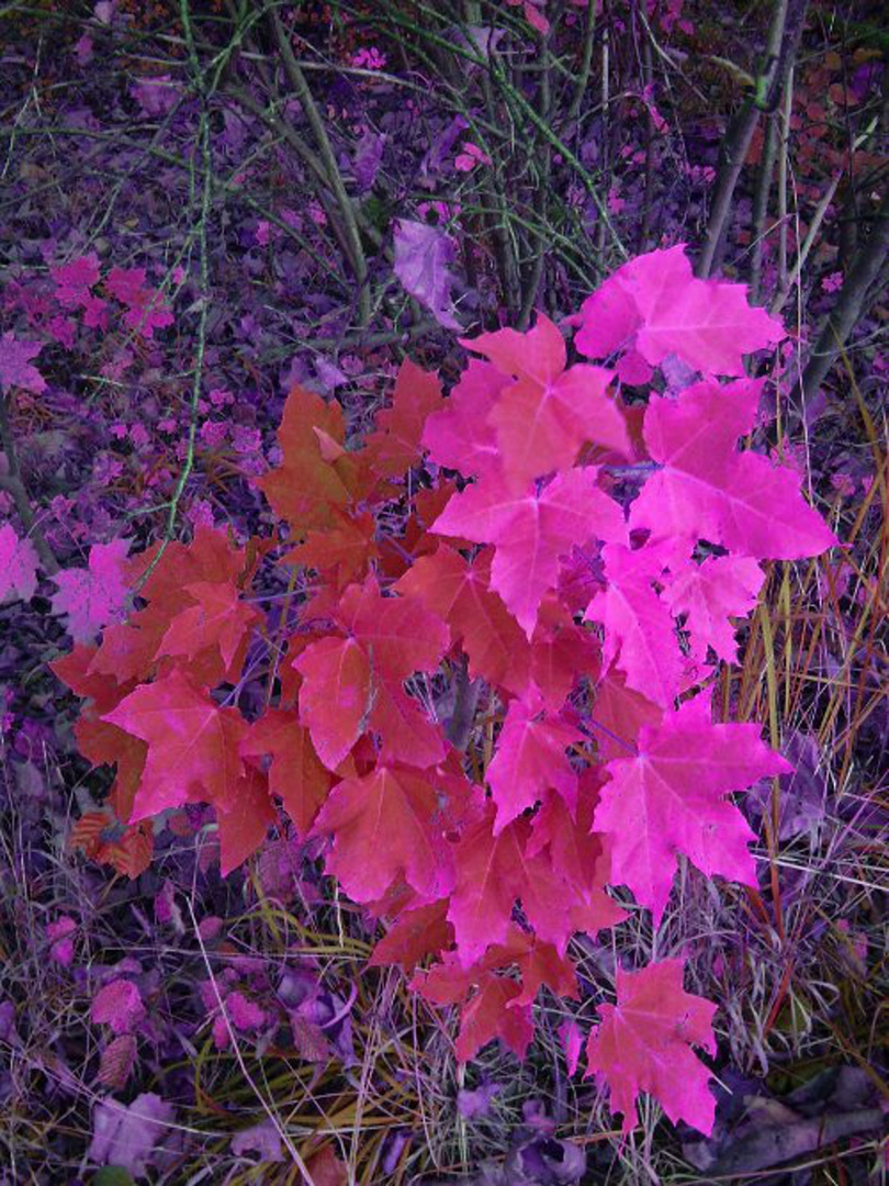 Herbstlaub in Violett