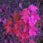 Herbstlaub in Violett