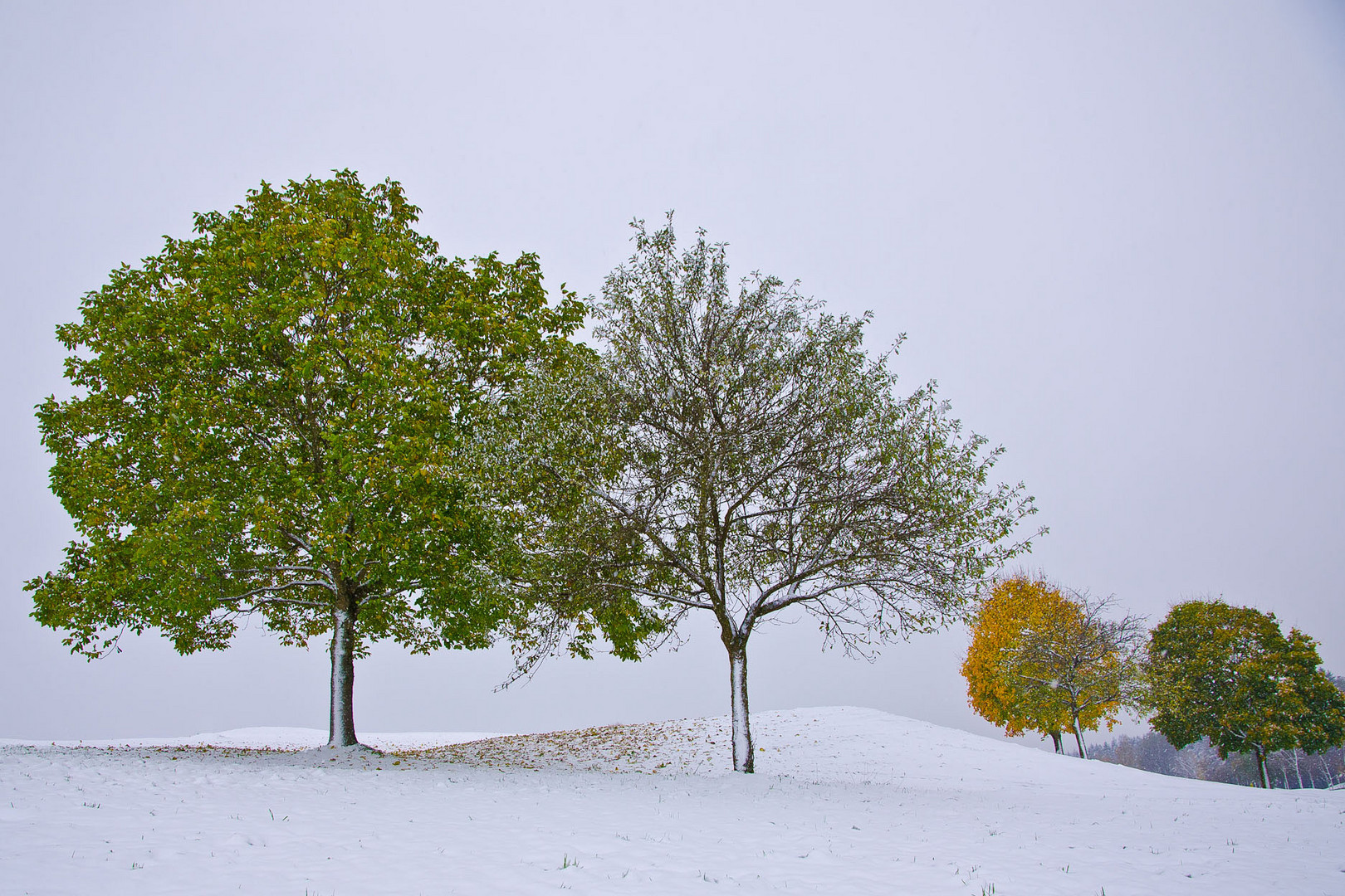 Herbstlaub in Weiß-Bunt