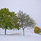 Herbstlaub in Weiß-Bunt