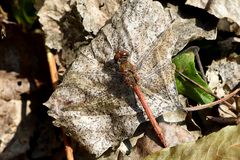 Herbstlaub kann wärmen und tarnen