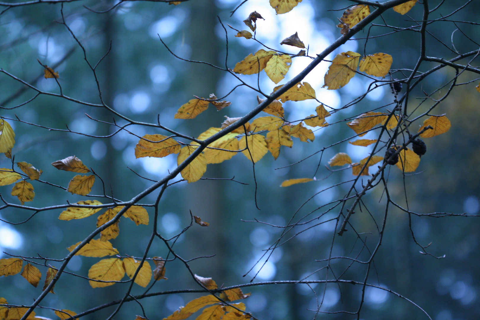 Herbstlaub l