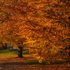 HERBSTLAUB-LK