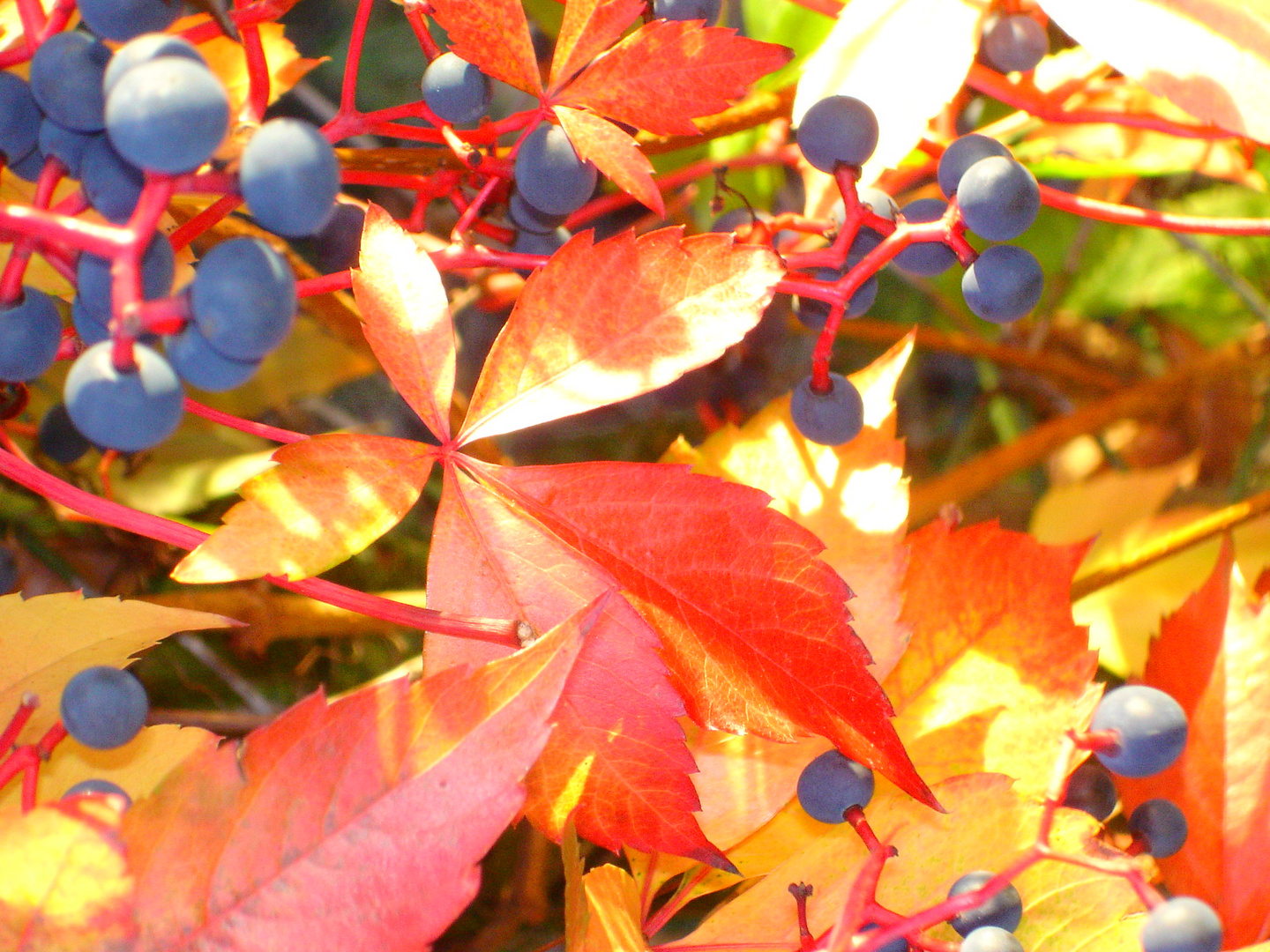 Herbstlaub mit Beeren