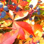 Herbstlaub mit Beeren