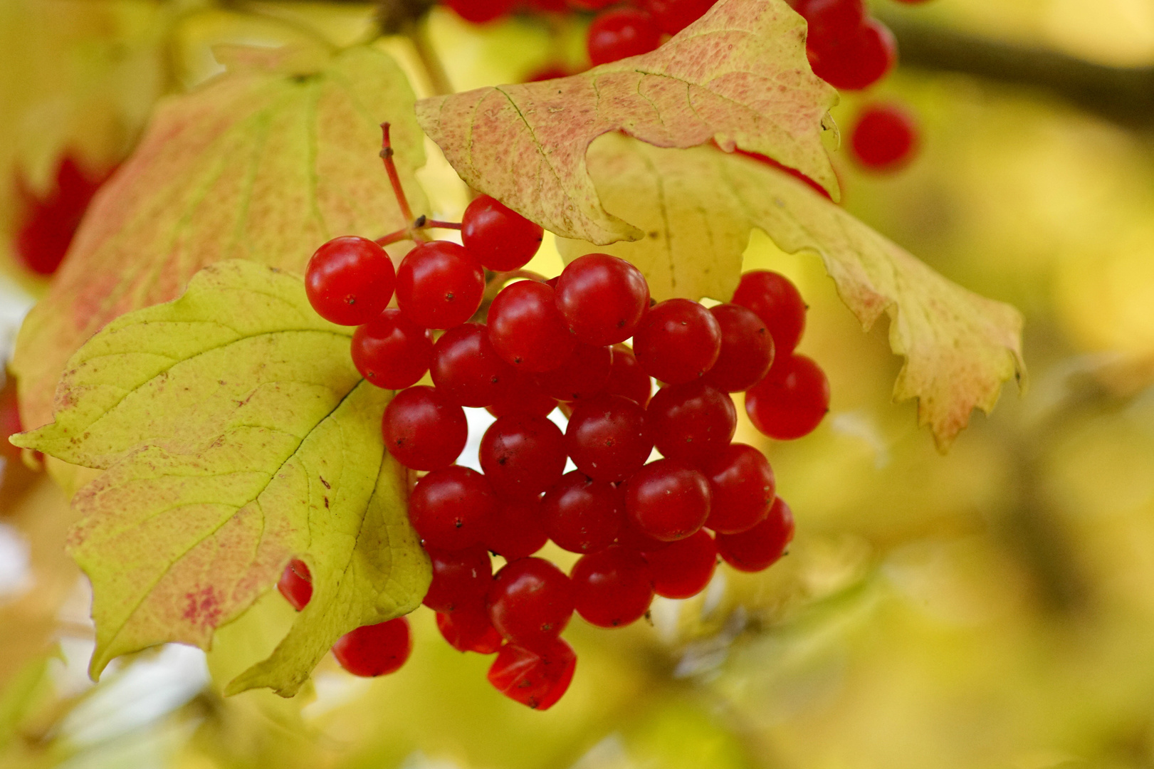 Herbstlaub mit Früchten