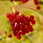 Herbstlaub mit Früchten