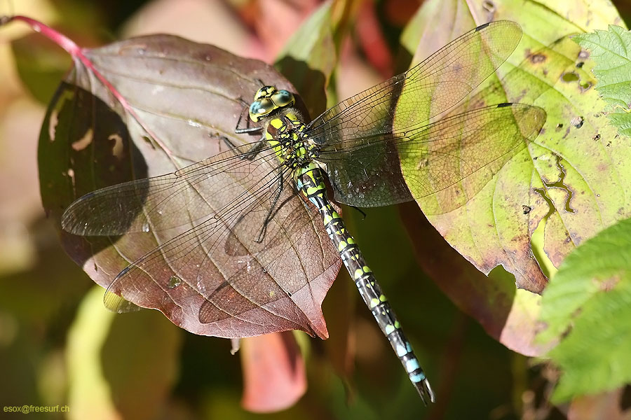 Herbstlaub mit Libelle