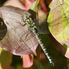 Herbstlaub mit Libelle