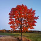 Herbstlaub mit Mond