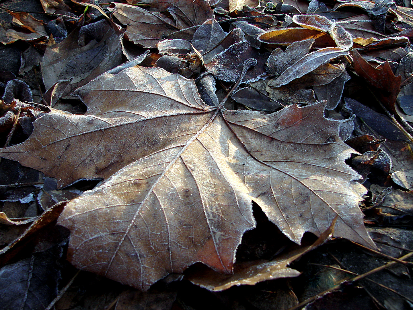 Herbstlaub mit Rauhreif 01