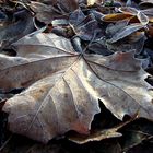 Herbstlaub mit Rauhreif 01