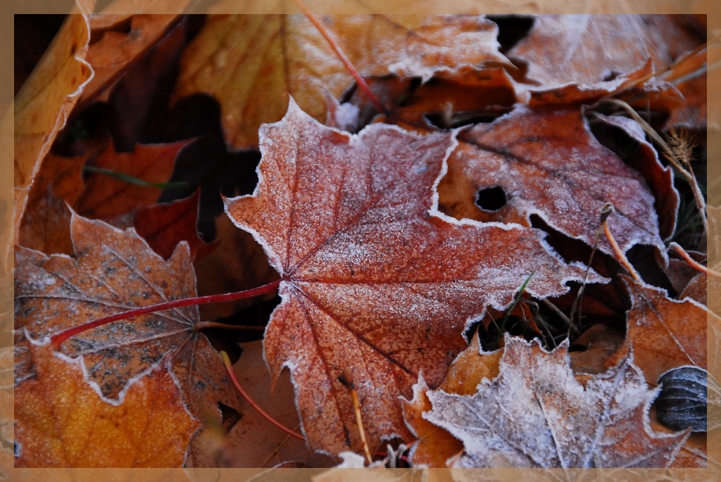 Herbstlaub mit Rauhreif