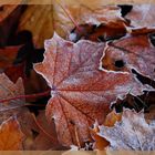 Herbstlaub mit Rauhreif