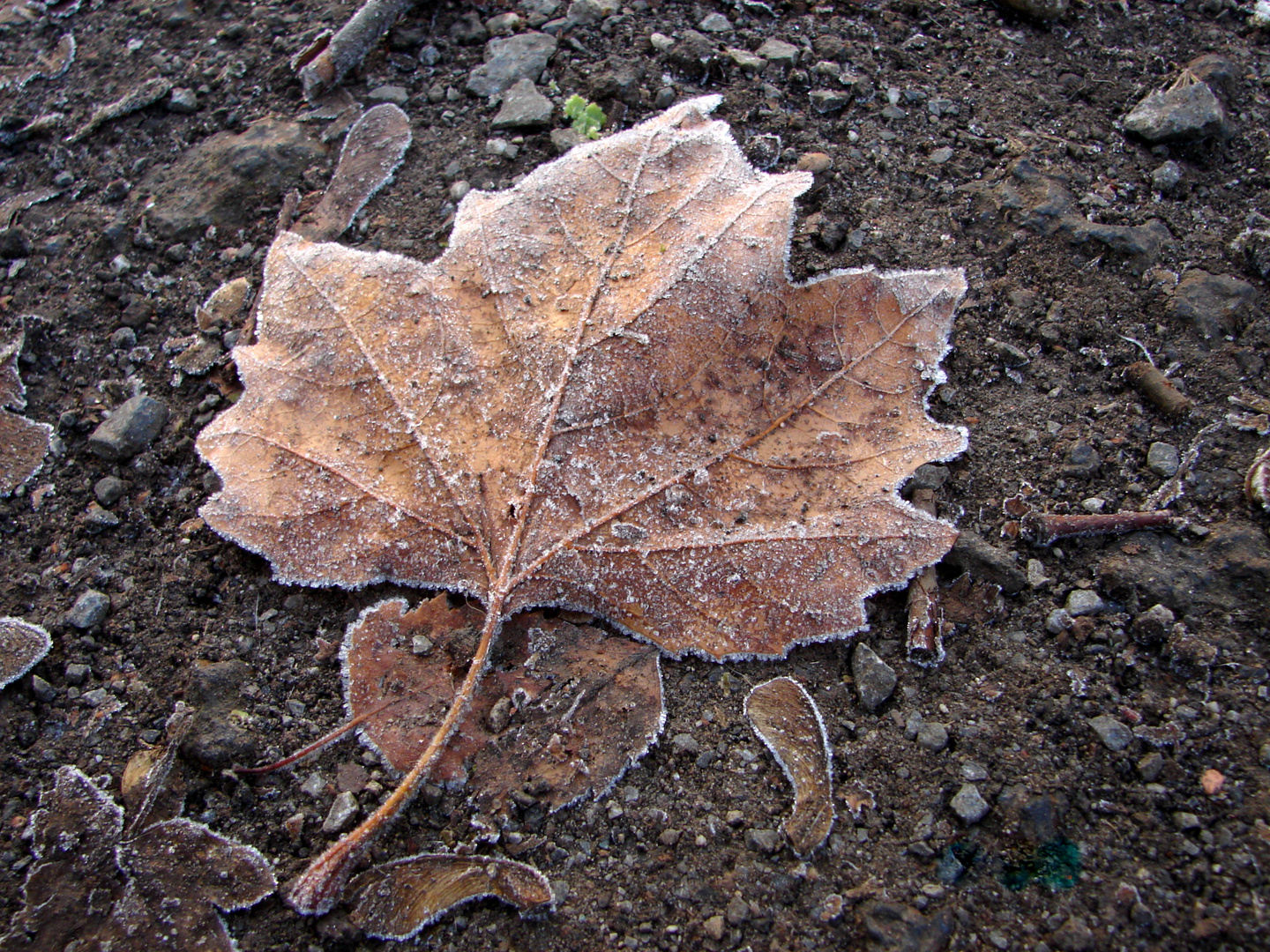 Herbstlaub mit Rauhreif 03