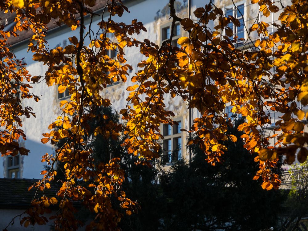 Herbstlaub mit Schloßblick