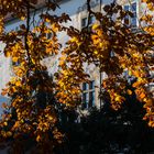 Herbstlaub mit Schloßblick