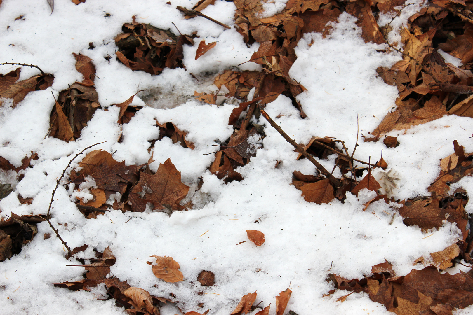 Herbstlaub mit Schneeflocken