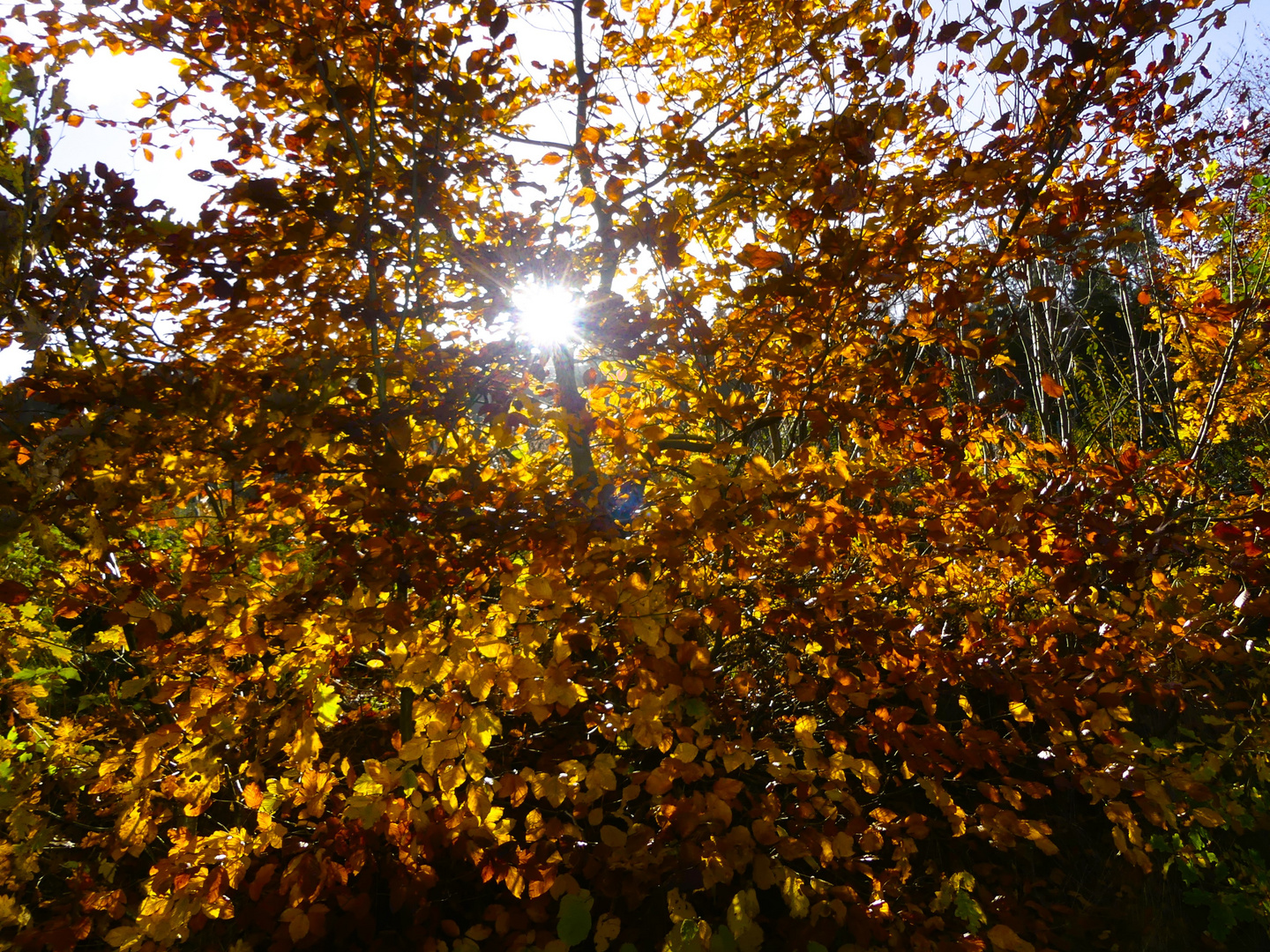 Herbstlaub mit Sonne