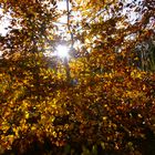 Herbstlaub mit Sonne