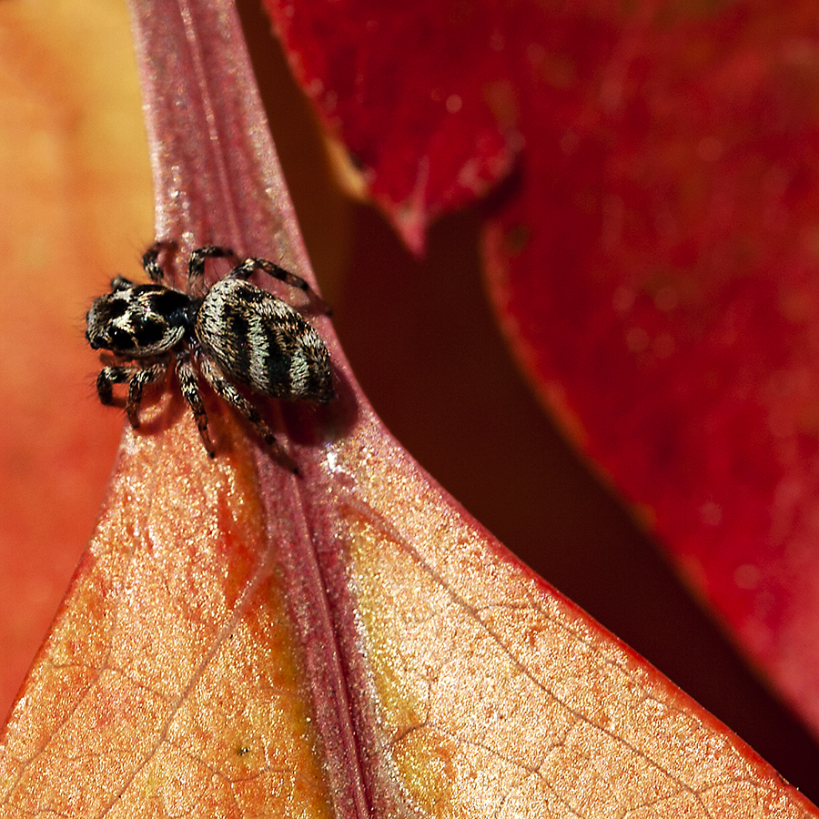 Herbstlaub mit Spinne