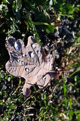 Herbstlaub mit Tautropfen