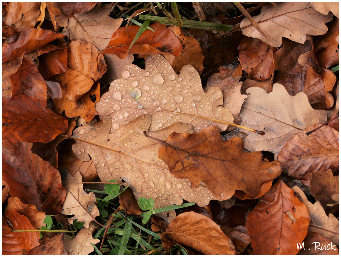 Herbstlaub mit Wasserperlen ,