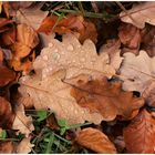 Herbstlaub mit Wasserperlen ,