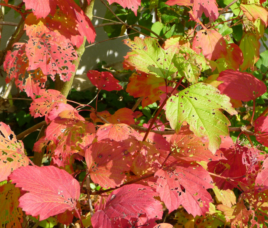 Herbstlaub mit Webfehlern