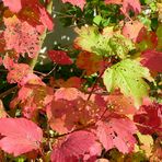 Herbstlaub mit Webfehlern