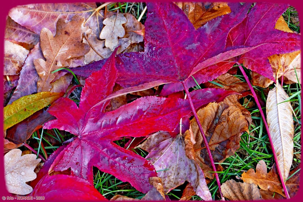  Herbstlaub-nur vom Wind so geordnet 