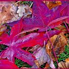  Herbstlaub-nur vom Wind so geordnet 