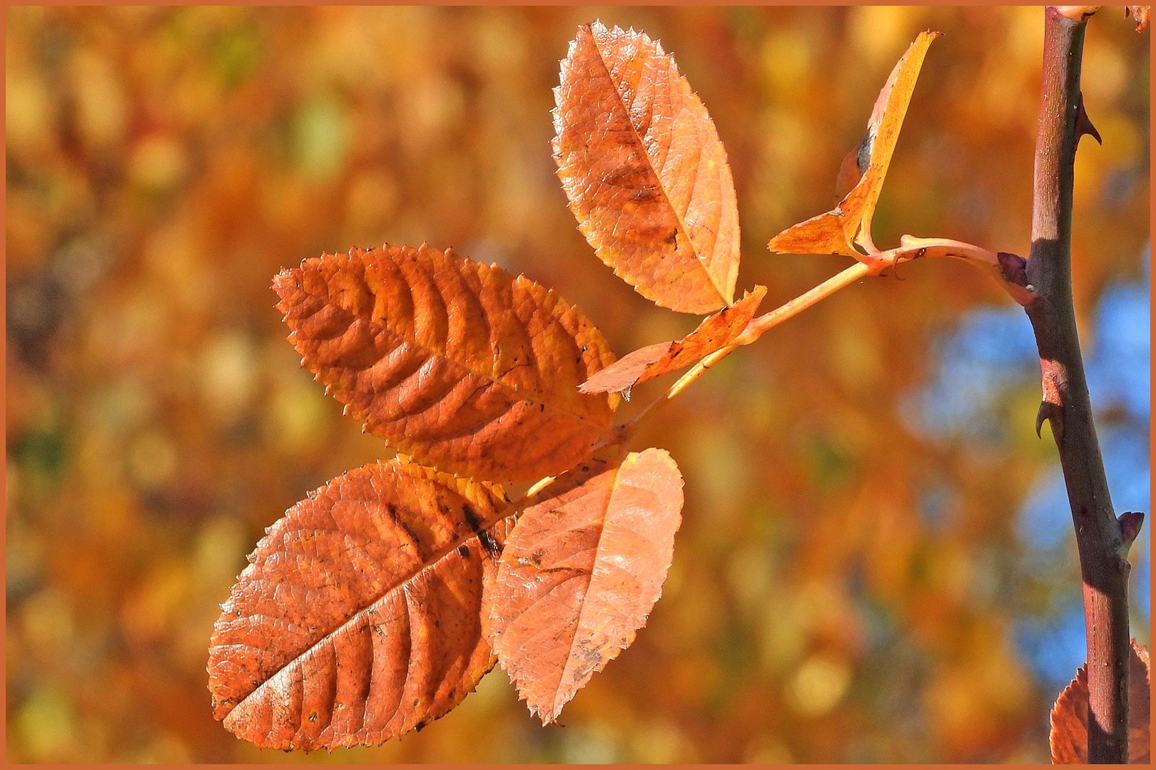 Herbstlaub (Rosenlaub)