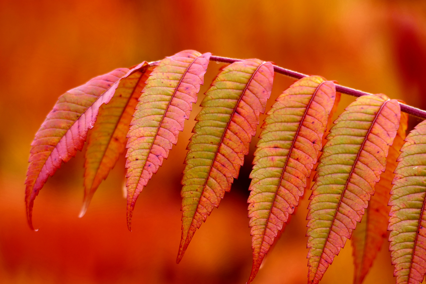 Herbstlaub satte Rottöne