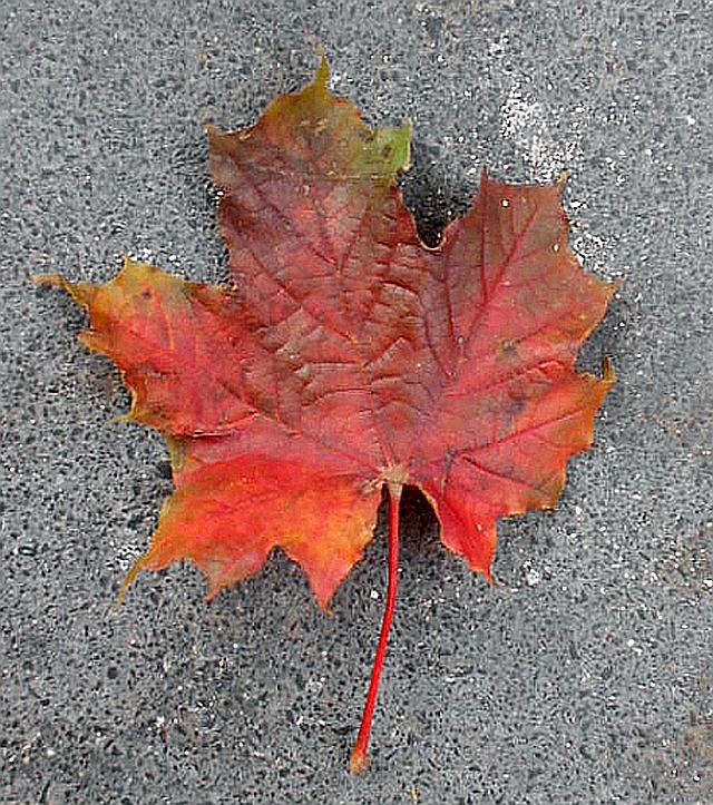 Herbstlaub - so schön!