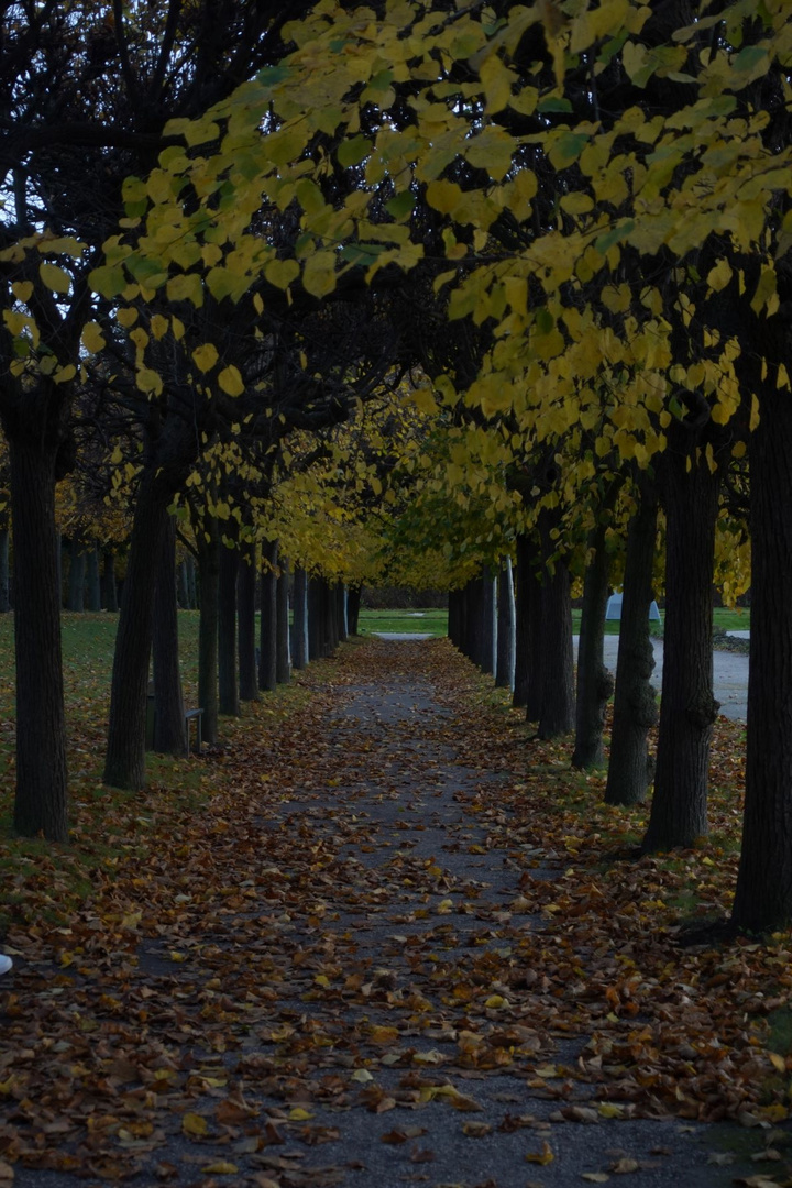 Herbstlaub-Stimmung Parkallee-pain-net