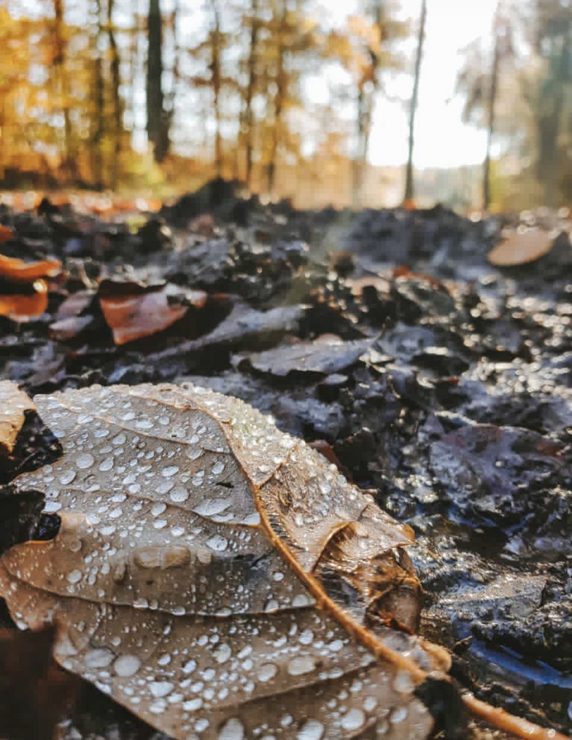 Herbstlaub taufrisch 