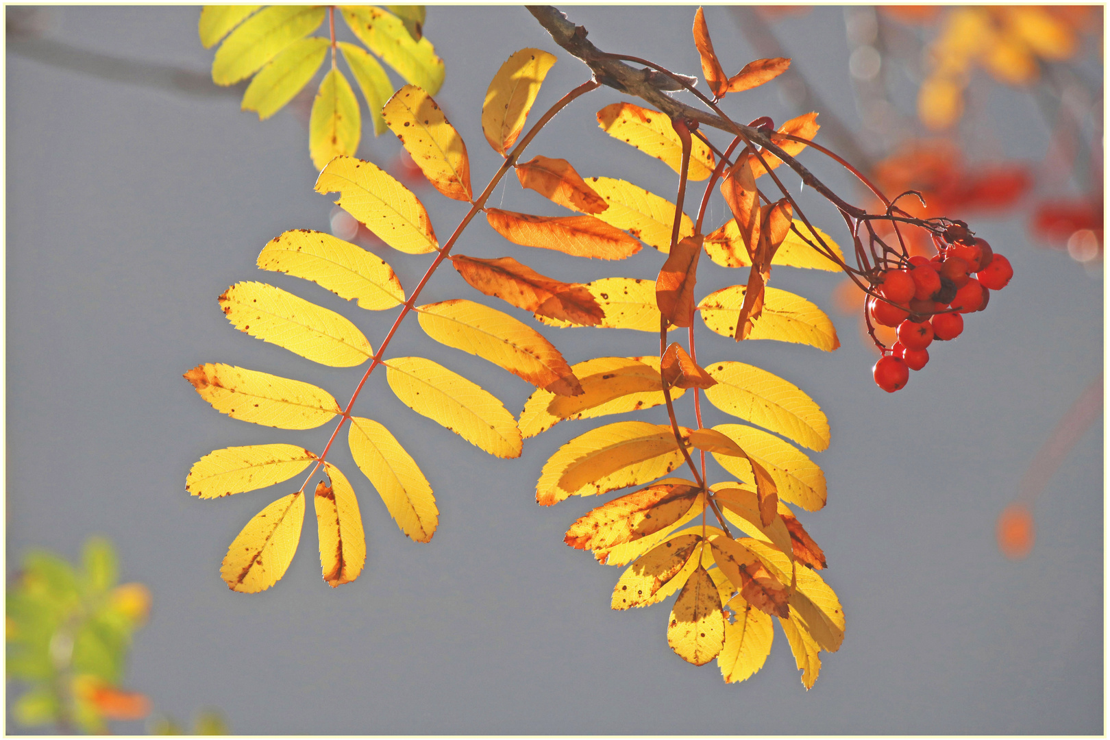 Herbstlaub und Beeren an einer Eberesche