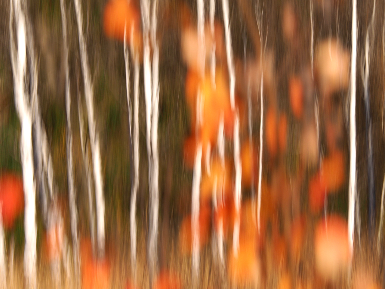 Herbstlaub und Birkenstämme