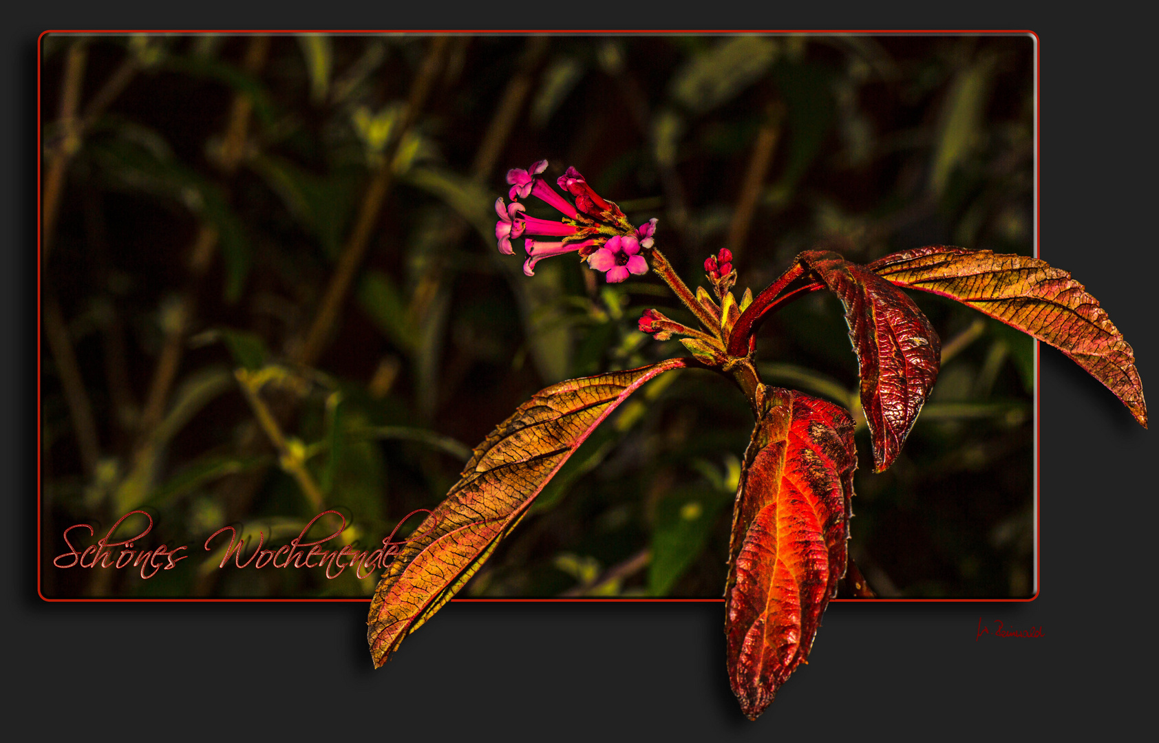 Herbstlaub und Blüten ....