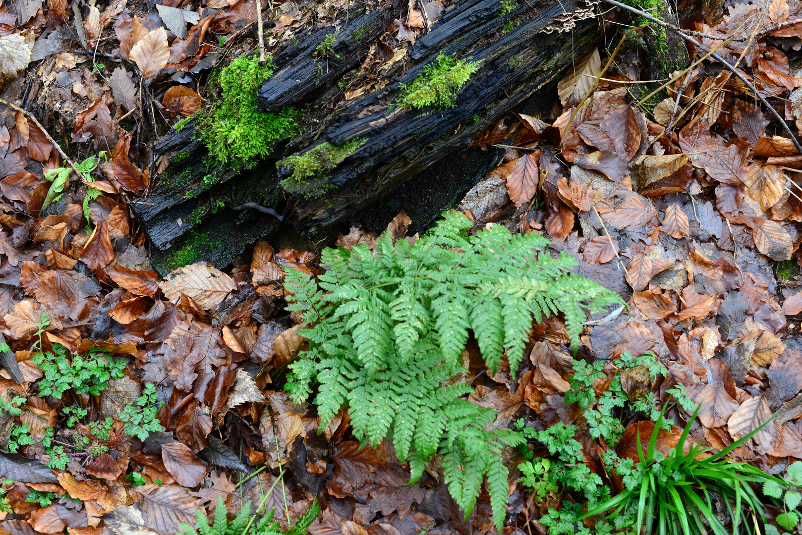 Herbstlaub und Farn